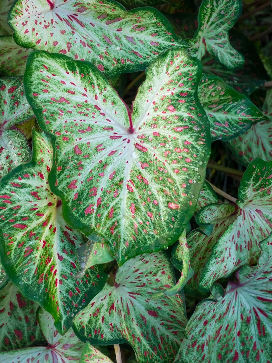 ilustrasi caladium gingerland