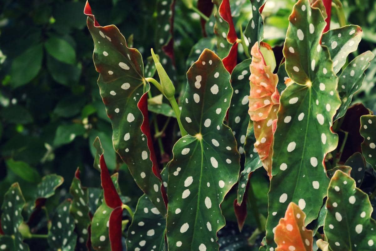 ilustrasi begonia maculata