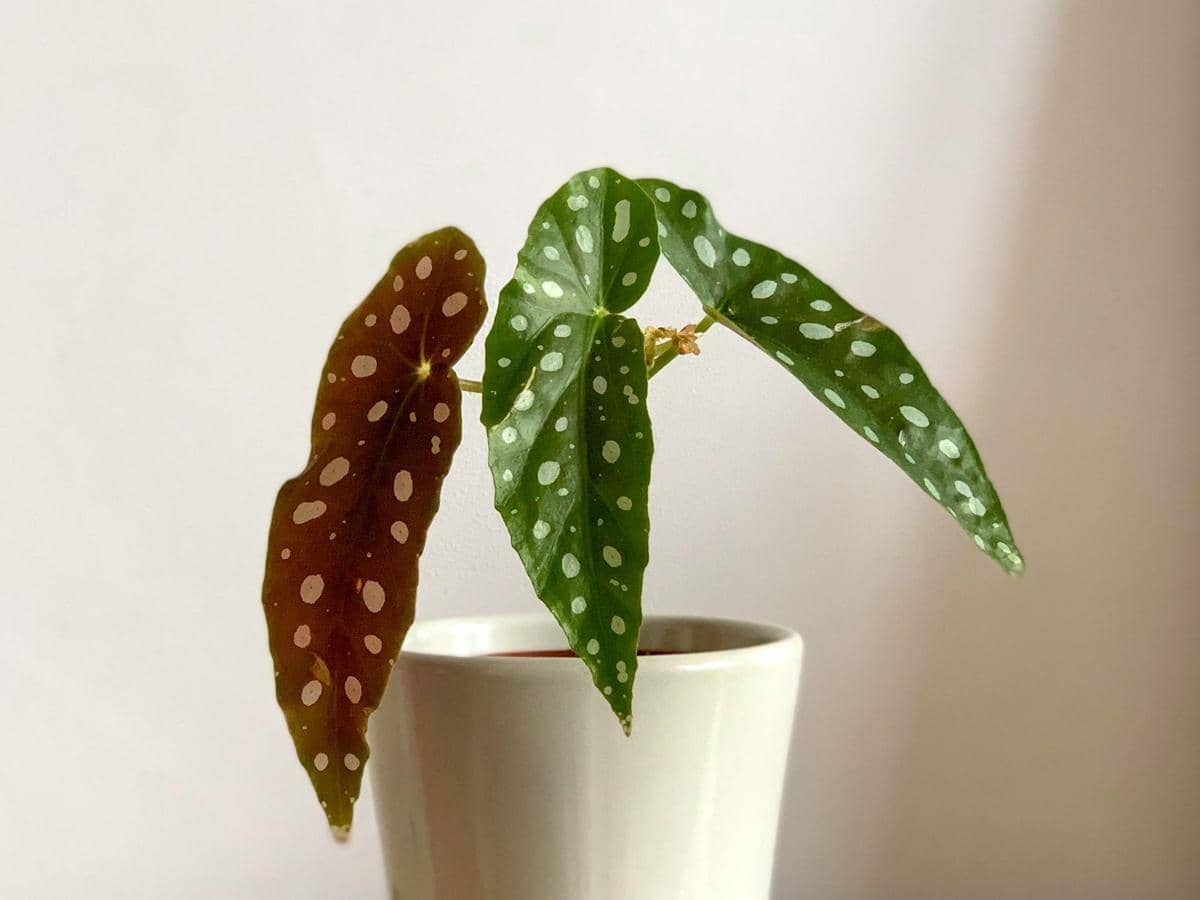 5 Tanaman Hias dengan Daun Motif Polkadot, Bikin Hunian Tampil Elegan
