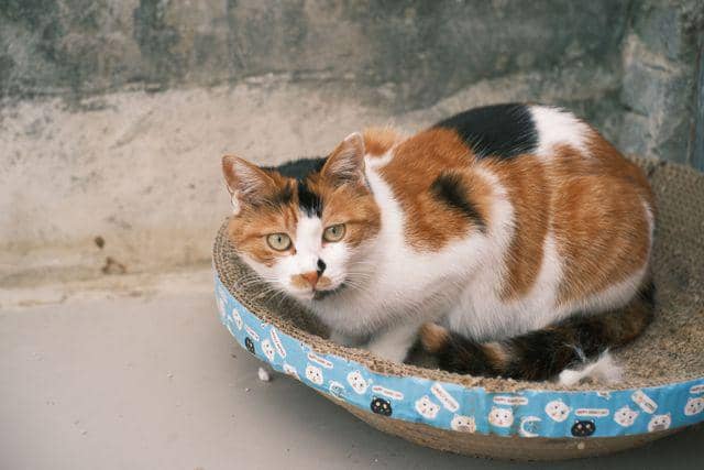 Kenapa Kucing Pipis Sembarangan? Ini Penyebab dan Solusinya