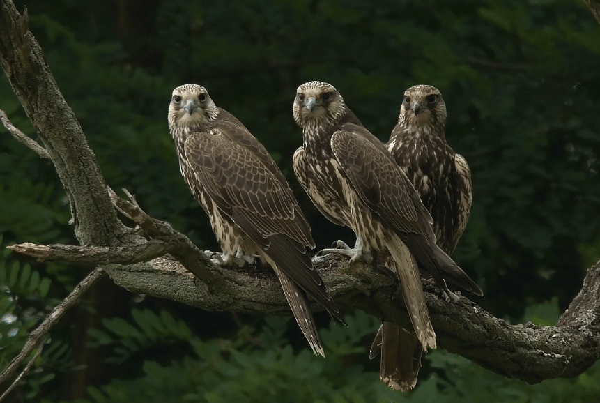 saker falcon