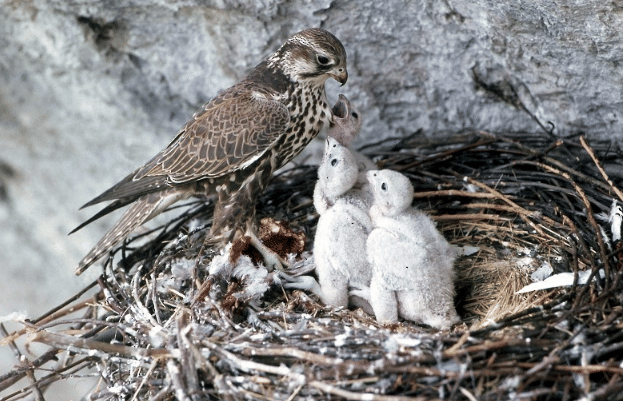 saker falcon