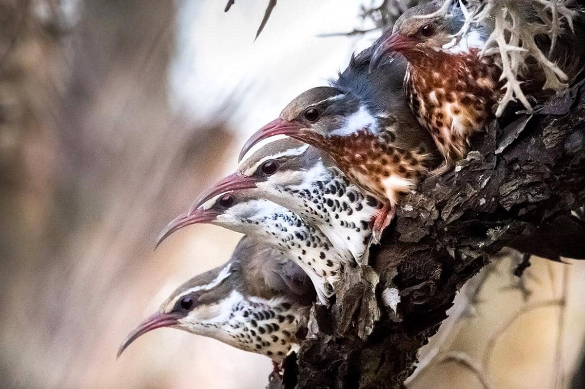 7 Fakta Unik Mandar-dara, Burung Penuh Enigma dari Madagaskar