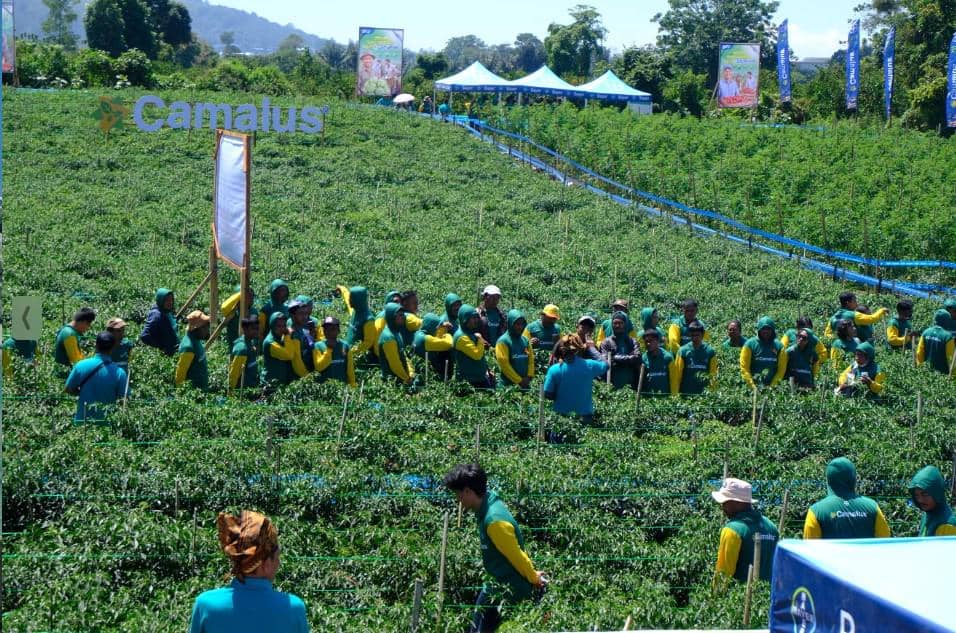 Camalus, Insektisida Petani Holtikultura Diluncurkan di Simalungun