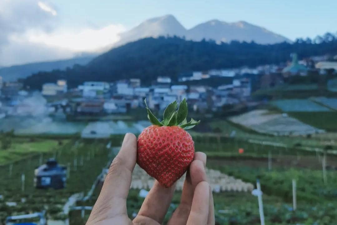 Strawberry Land Tawangmangu