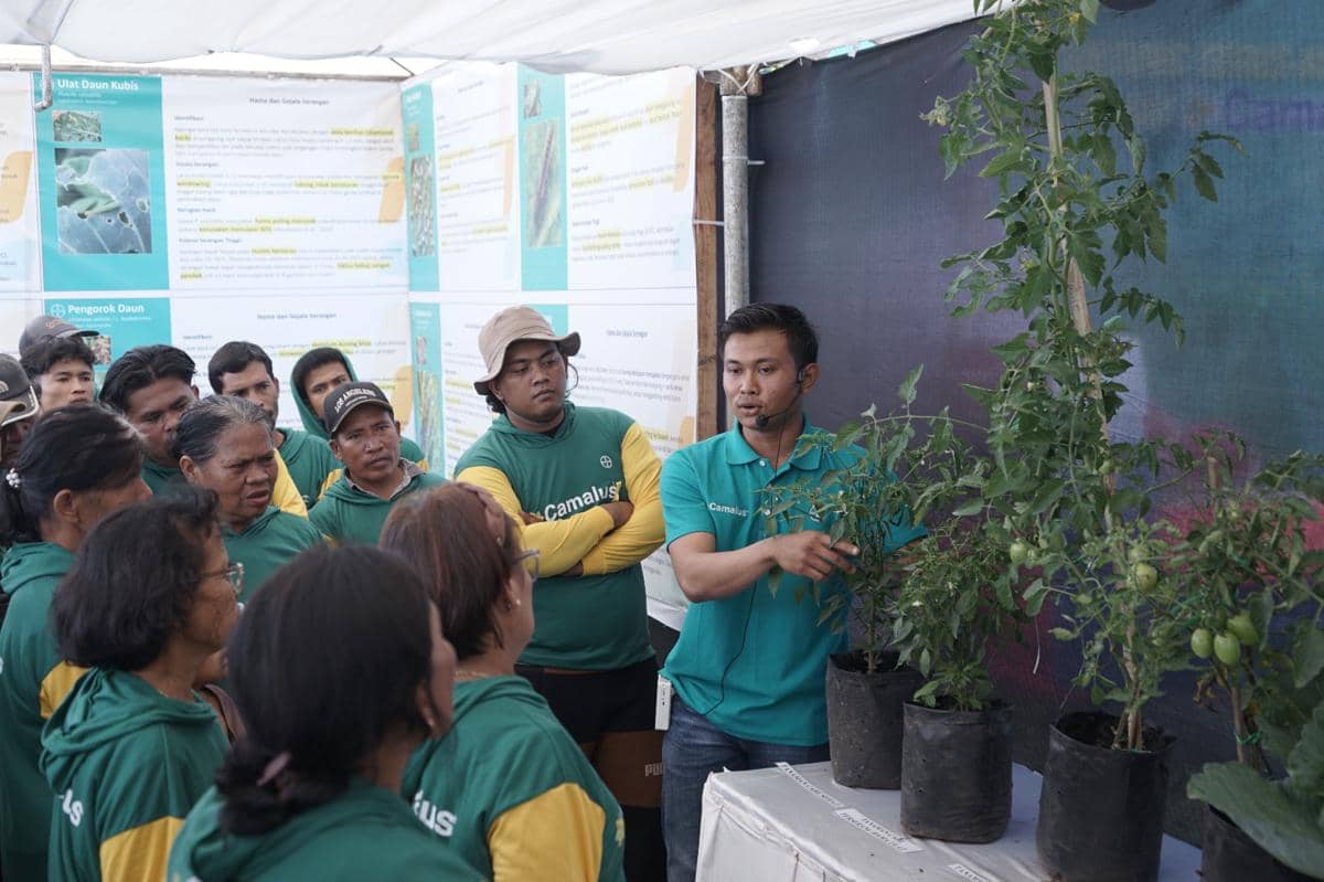 Seorang agronomis Bayer Indonesia menjelaskan cara pengendalian hama tanaman kepada kelompok petani di Desa Mardinding, Simalungun.
