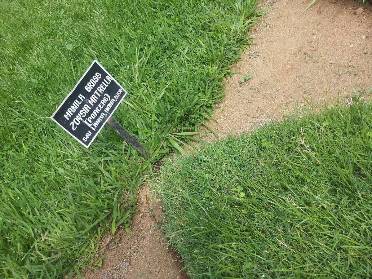 rumput manila