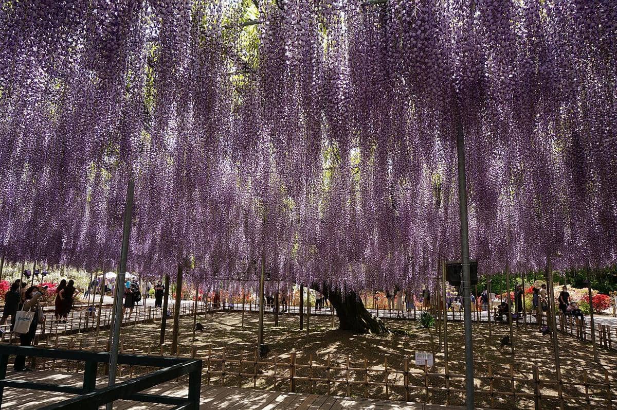 Japanese wisteria, Ashikaga Flower Park (commons.wikimedia.org/SLIMHANNYA)
