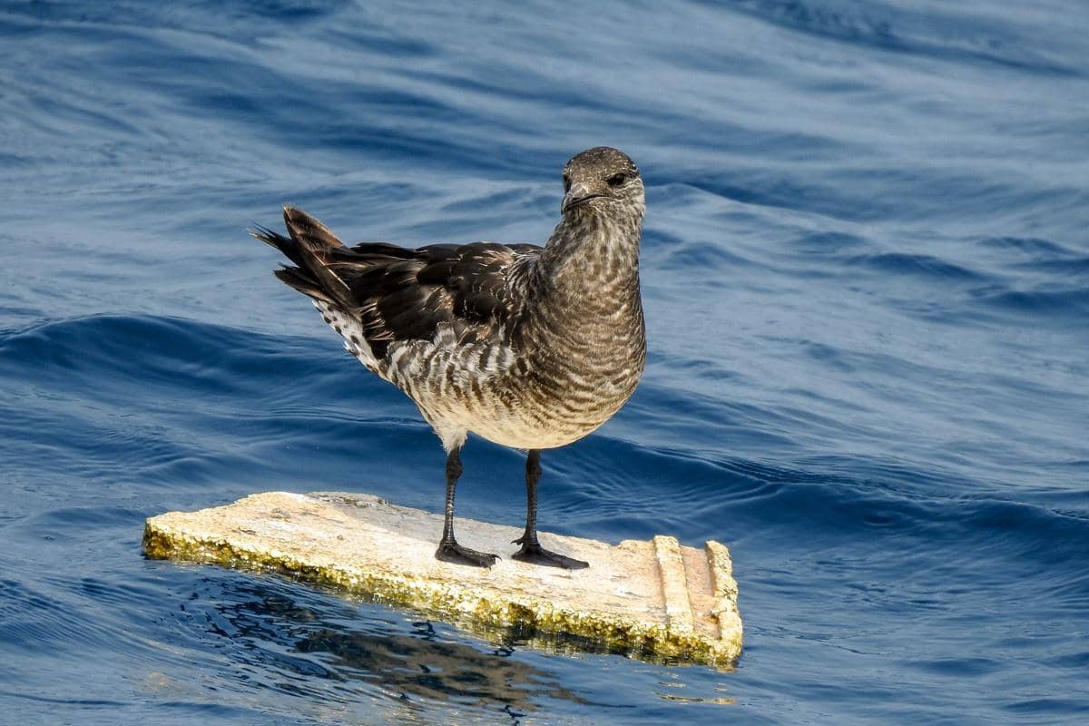 5 Fakta Pomarine Jaeger, Predator Arktik yang Dijuluki Perompak Laut