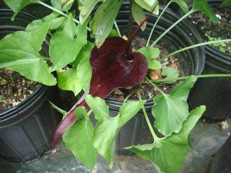 ilustrasi typhonium brownii