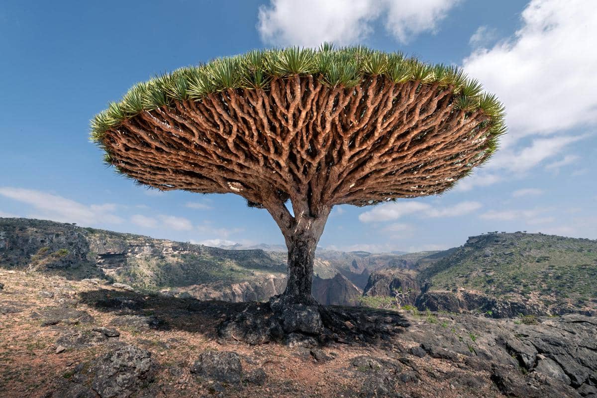 Socotra dragon blood tree (unsplash.com/Andrew Svk)