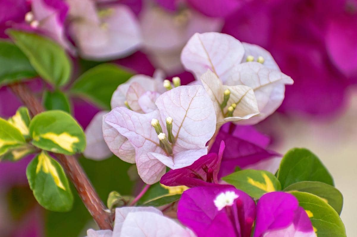 ilustrasi bougainvillea