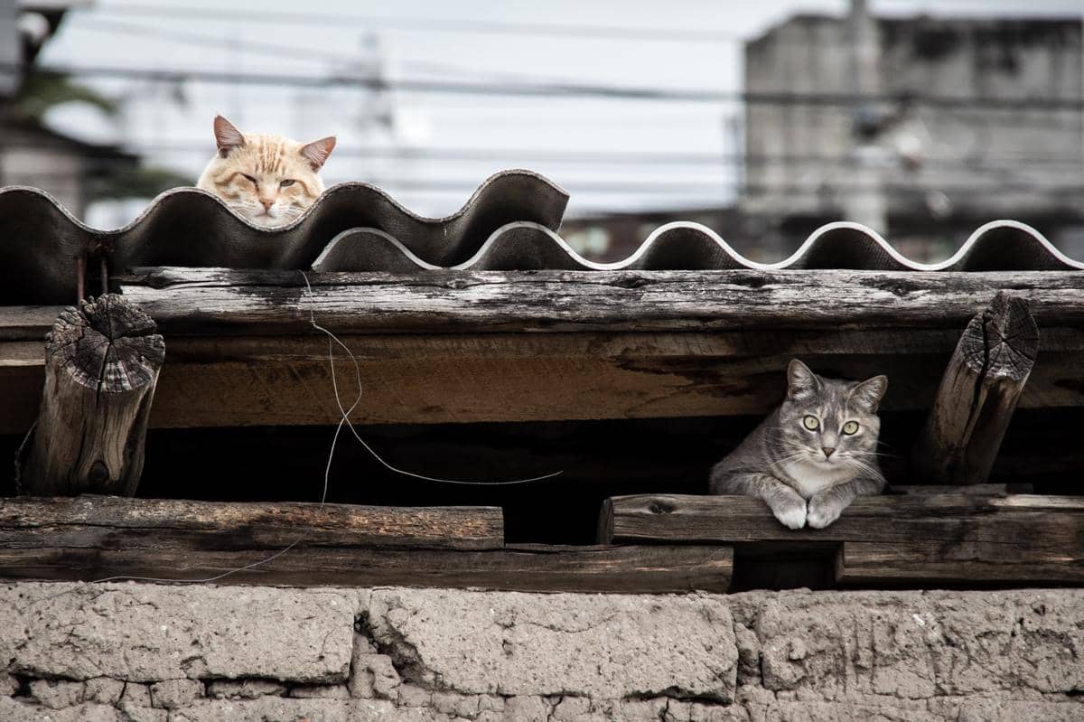 Kucing yang bersembunyi di bawah atap