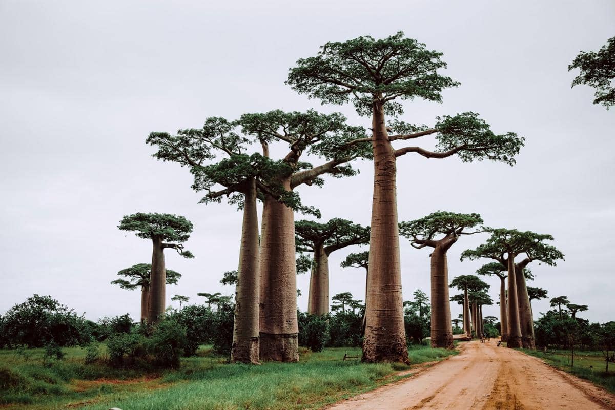 ilustrasi pohon baobab (unsplash.com/Graphic Node)