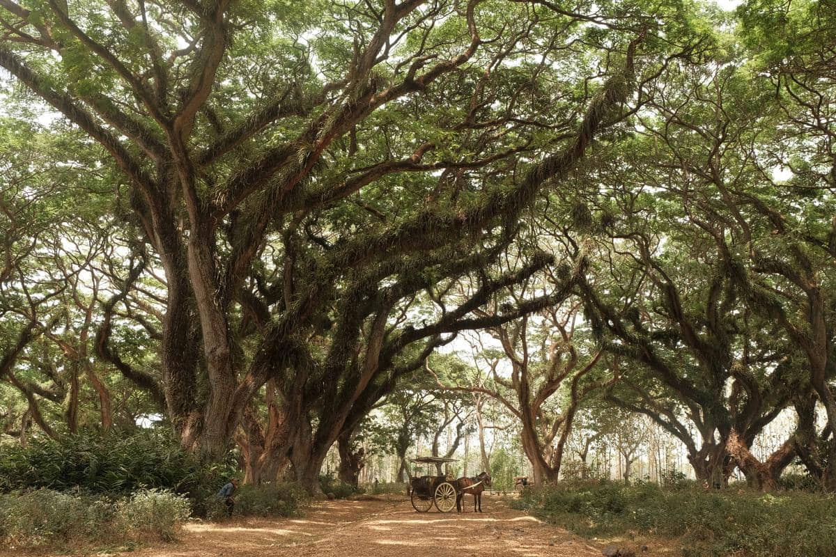 Hutan Djawatan Banyuwangi.