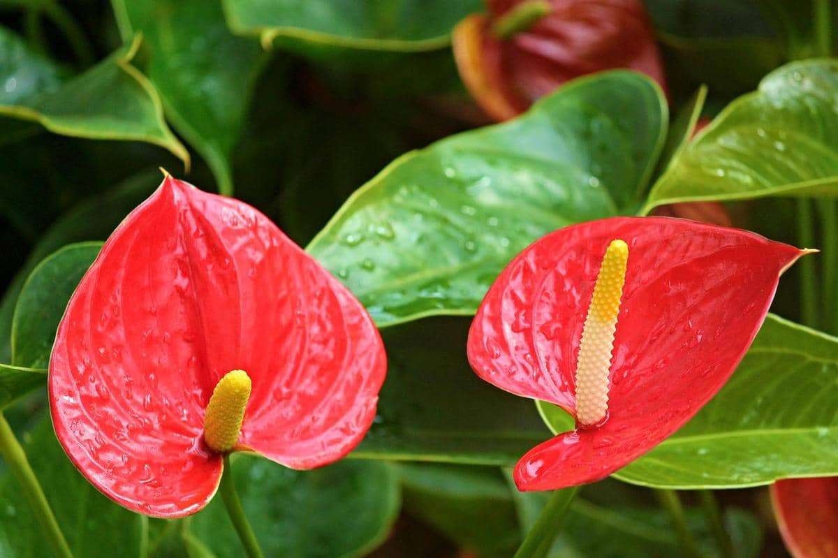 ilustrasi anthurium