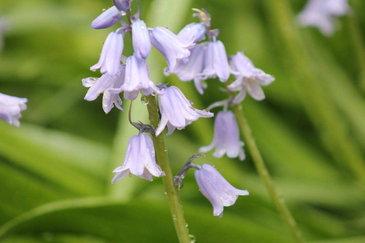 ilustrasi hyacinthoides non-scripta