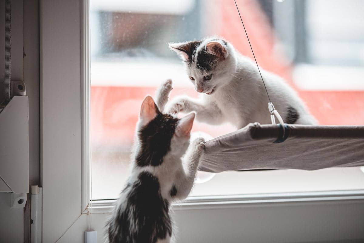 Dua anak kucing bermain di dekat jendela