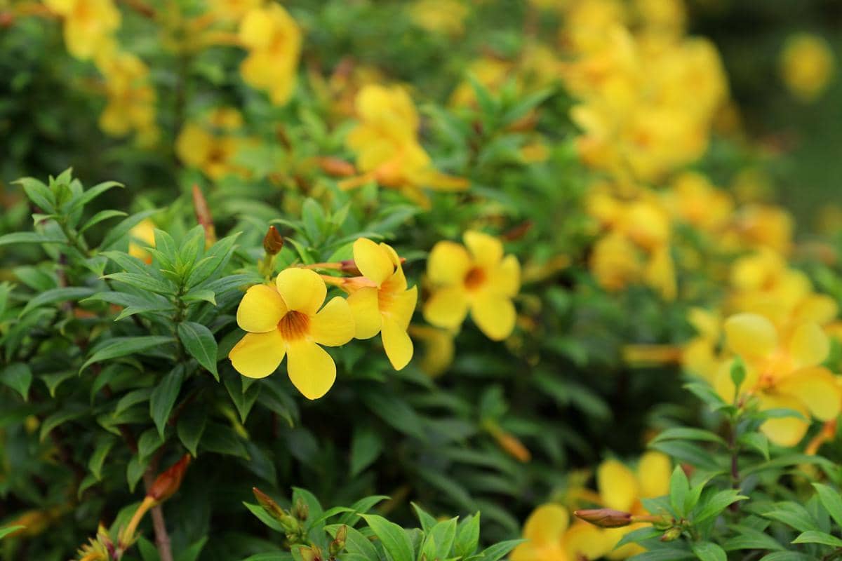 ilustrasi allamanda cathartica