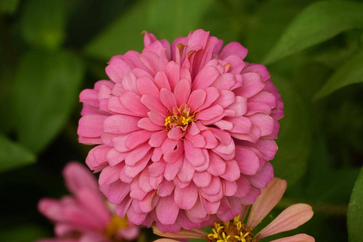 ilustrasi zinnia