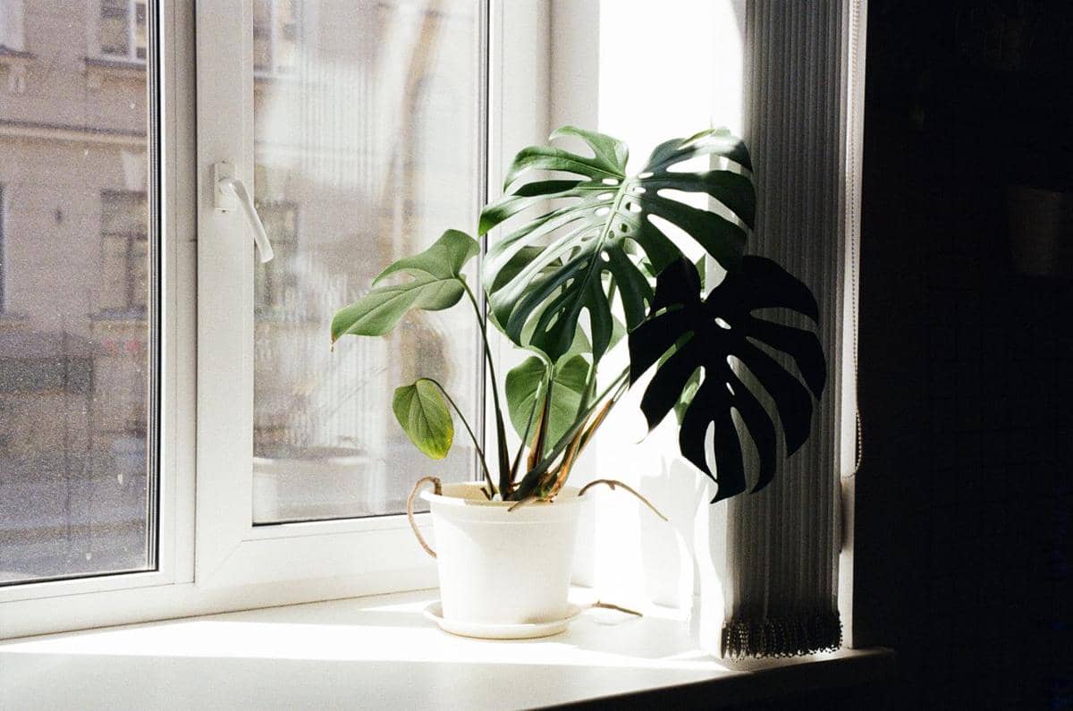 Ilustrasi tanaman Monstera pada desain interior 
