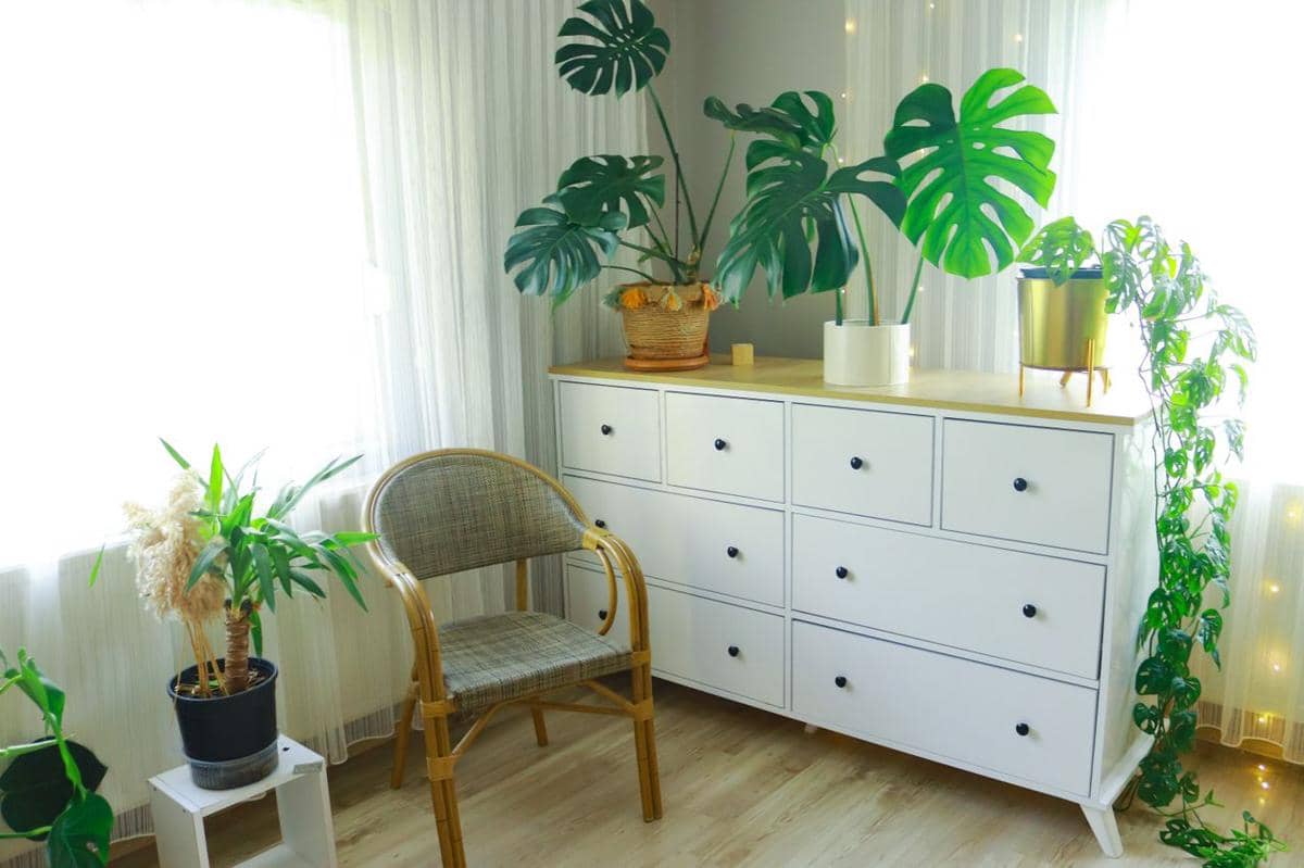 Ilustrasi tanaman Monstera pada desain interior 