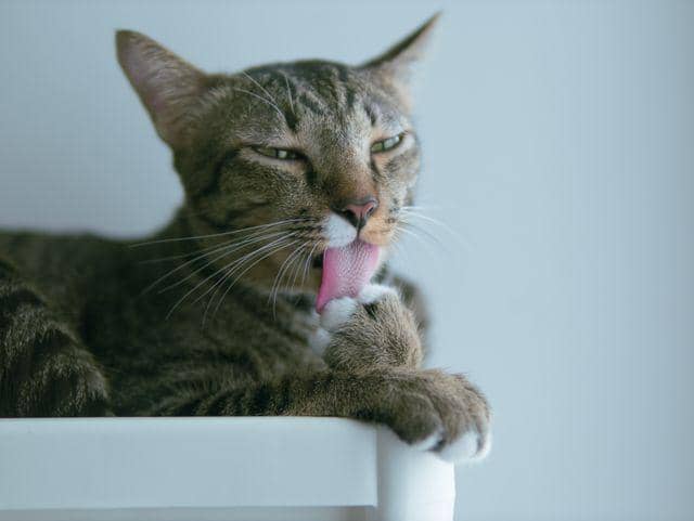 ilustrasi kucing