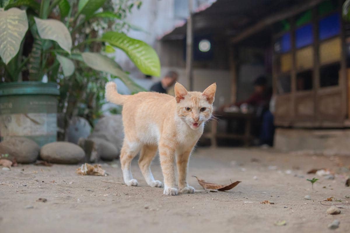 Kucing menjelajahi lingkungan perkotaan