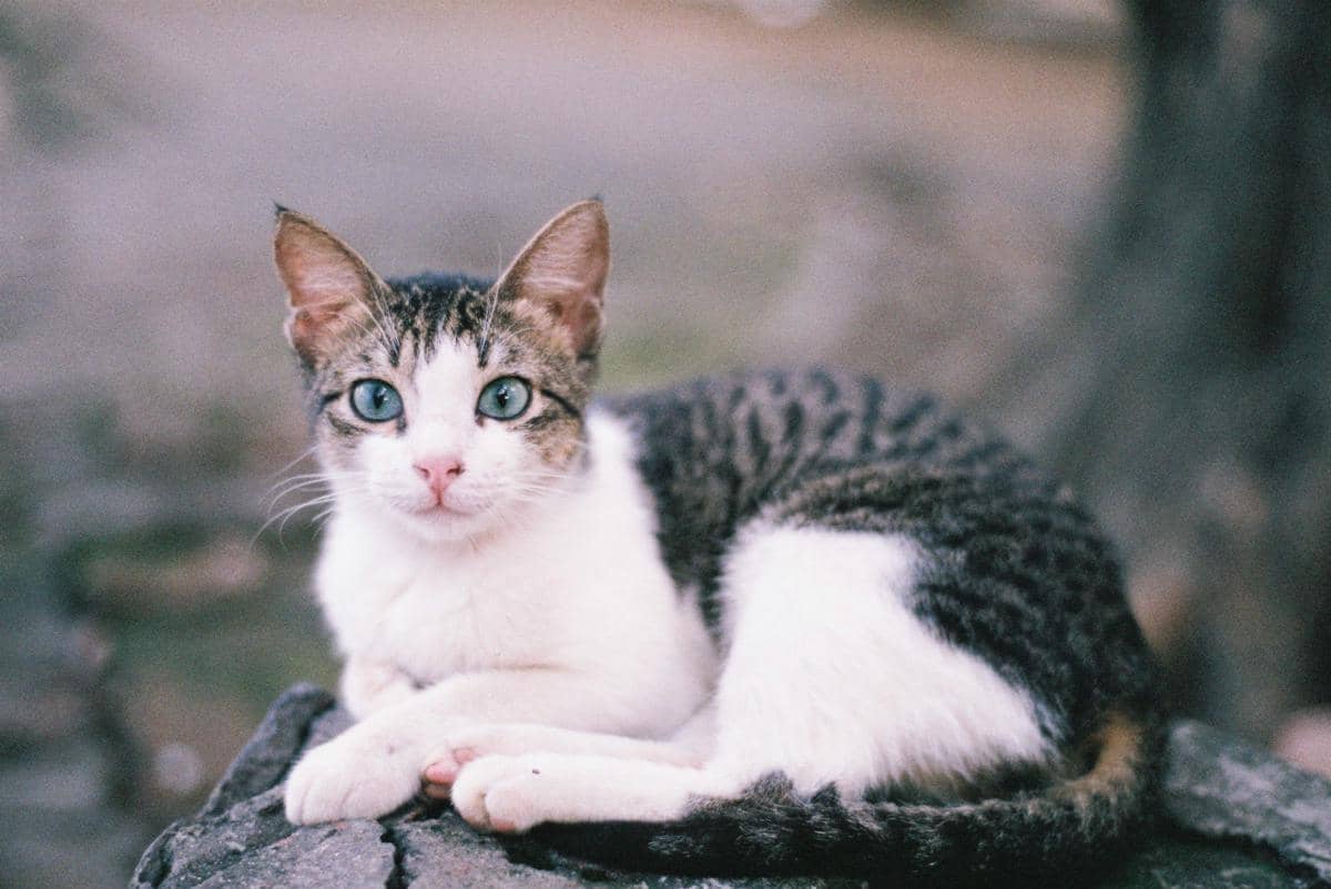 Kucing berbaring di atas batu.
