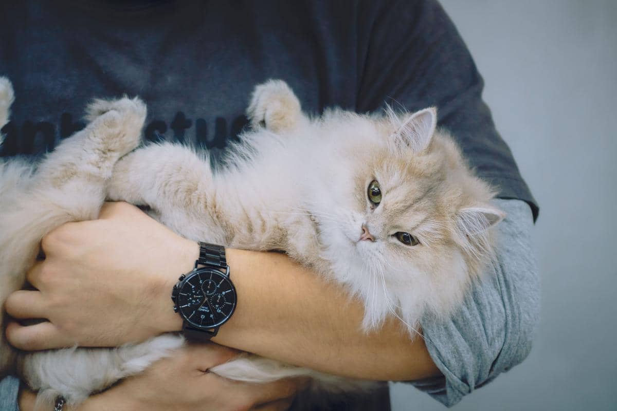 Seseorang menggendong kucing Persia