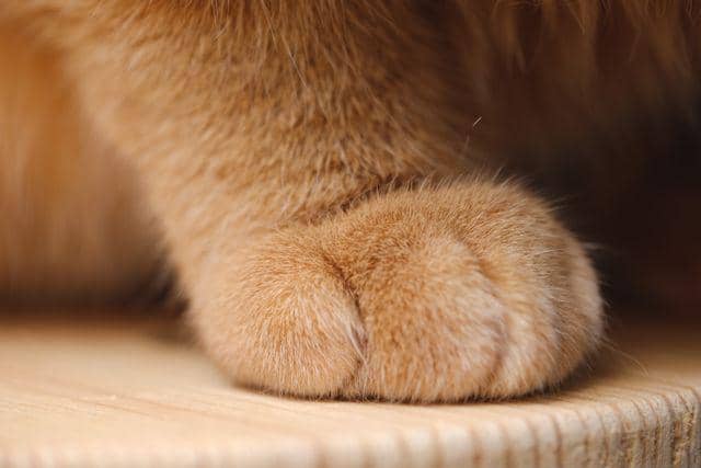 kucing 