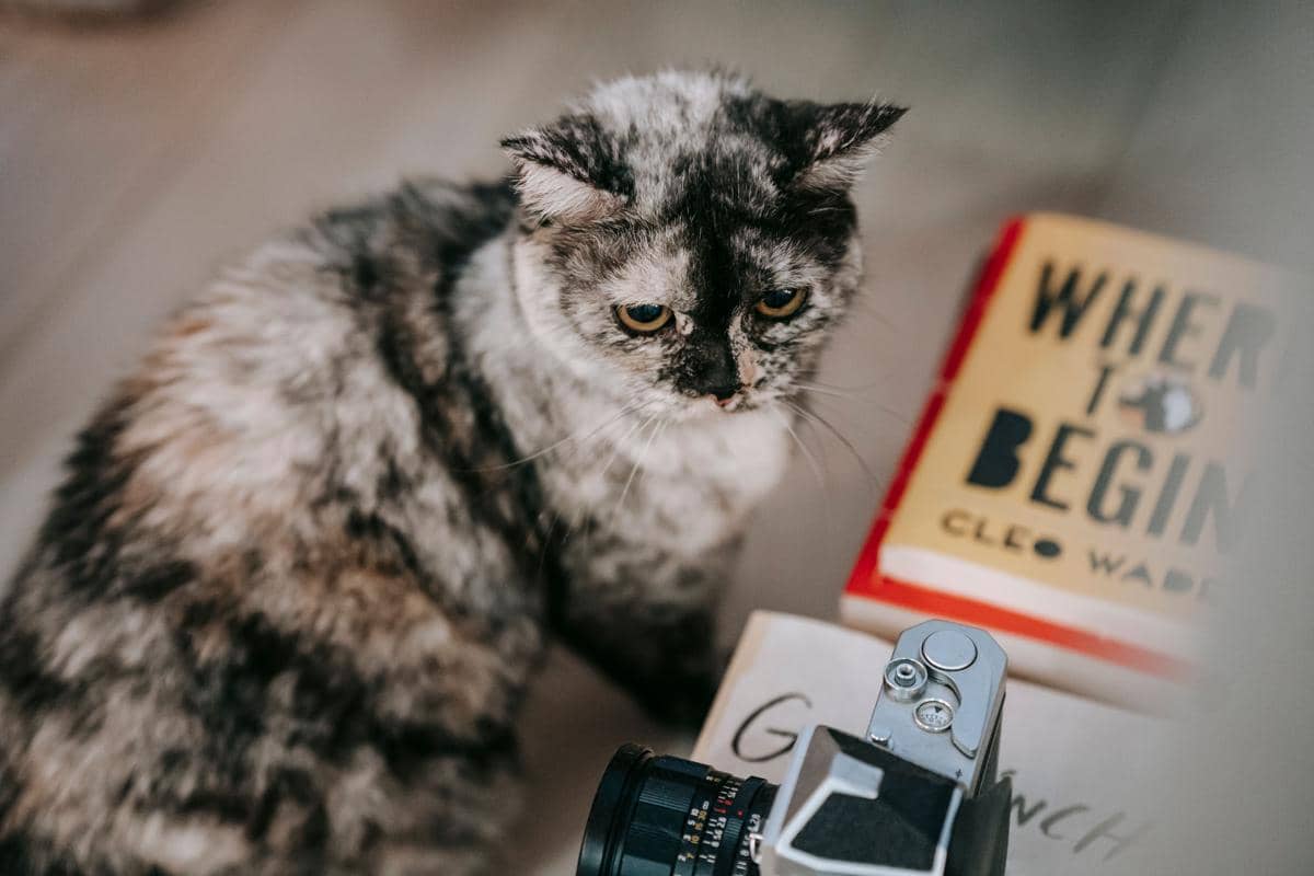 Kenapa Kucing Jadi Karakter Favorit Penulis Novel? Ini 5 Alasannya!