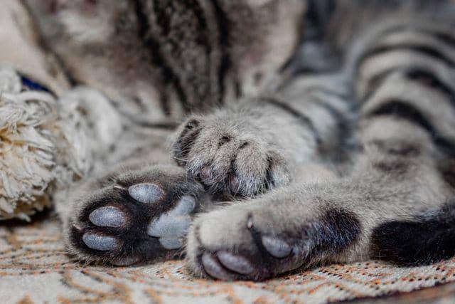 Kenapa Kaki Kucing Bengkak? Ini Beberapa Potensi Penyebabnya