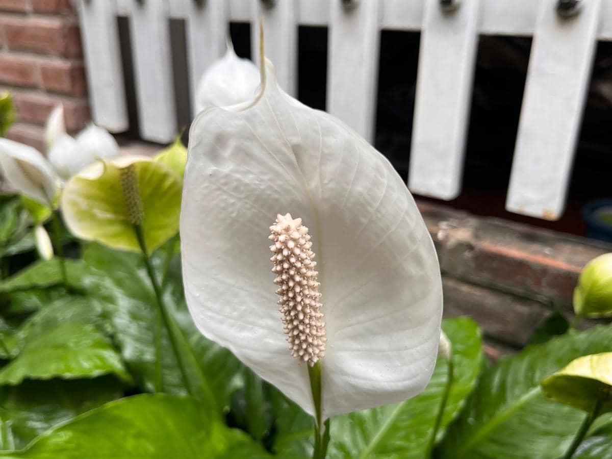 ilustrasi peace lily