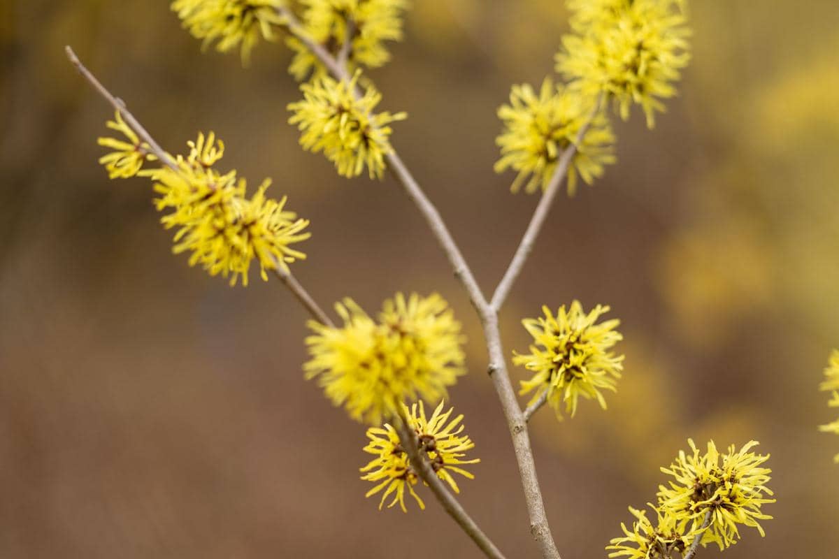 tanaman witch hazel