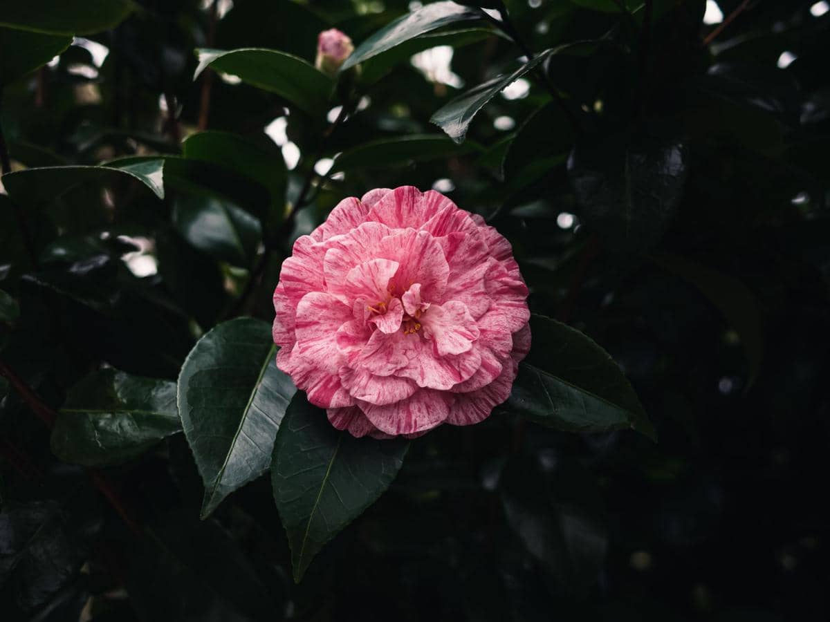 ilustrasi camellia japonica