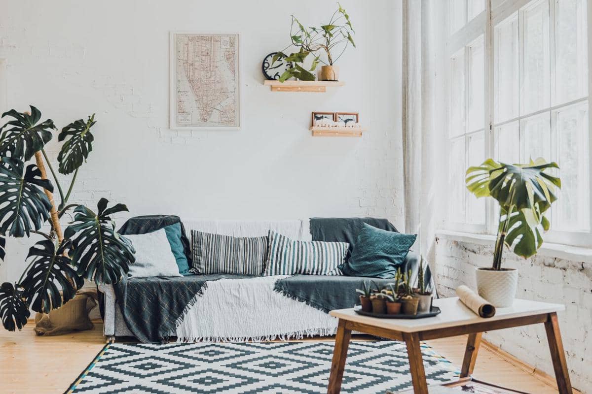 Kenapa Monstera Masih Jadi Tanaman Favorit Pencinta Interior? 
