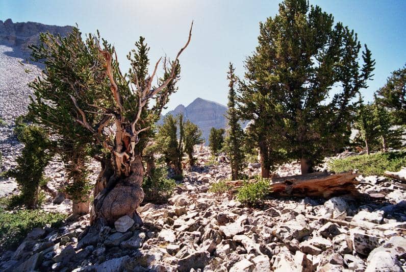 Pinus Bristlecone