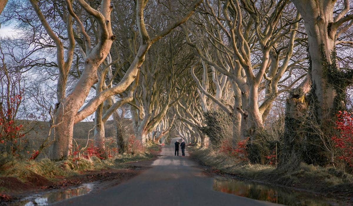 ilustrasi The dark hedges (unsplash.com/Zhifei Zhou)