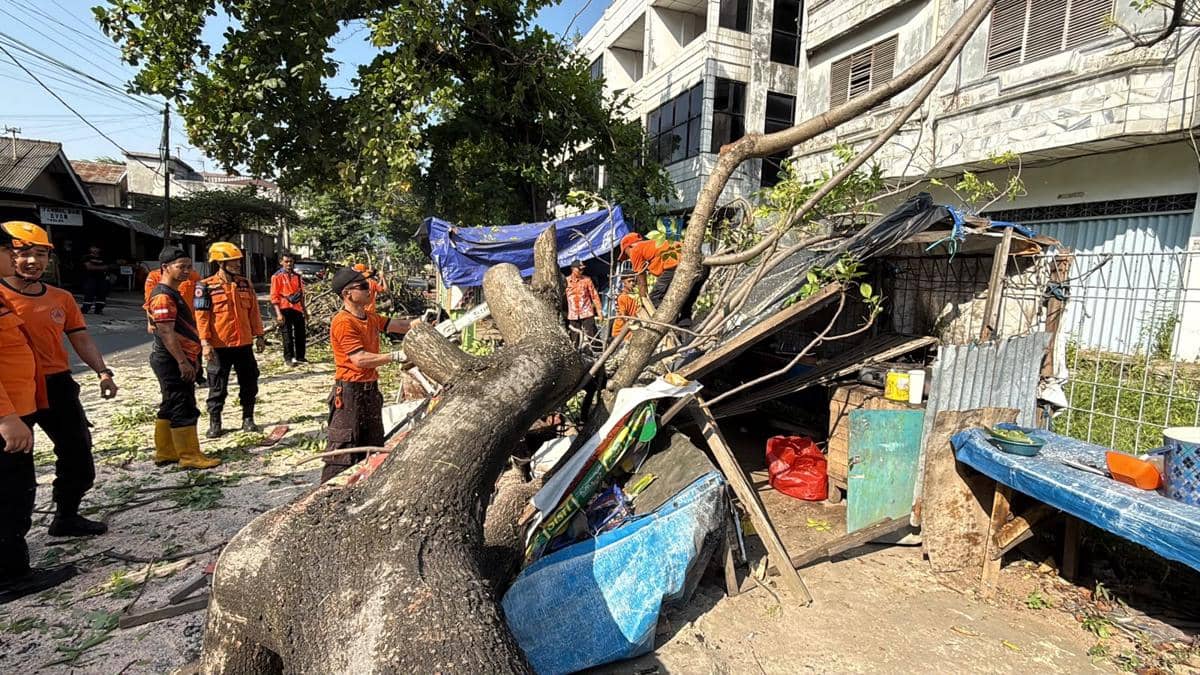 Pohon Tumbang Timpa Warung Pecel di Balam, Lansia Terluka