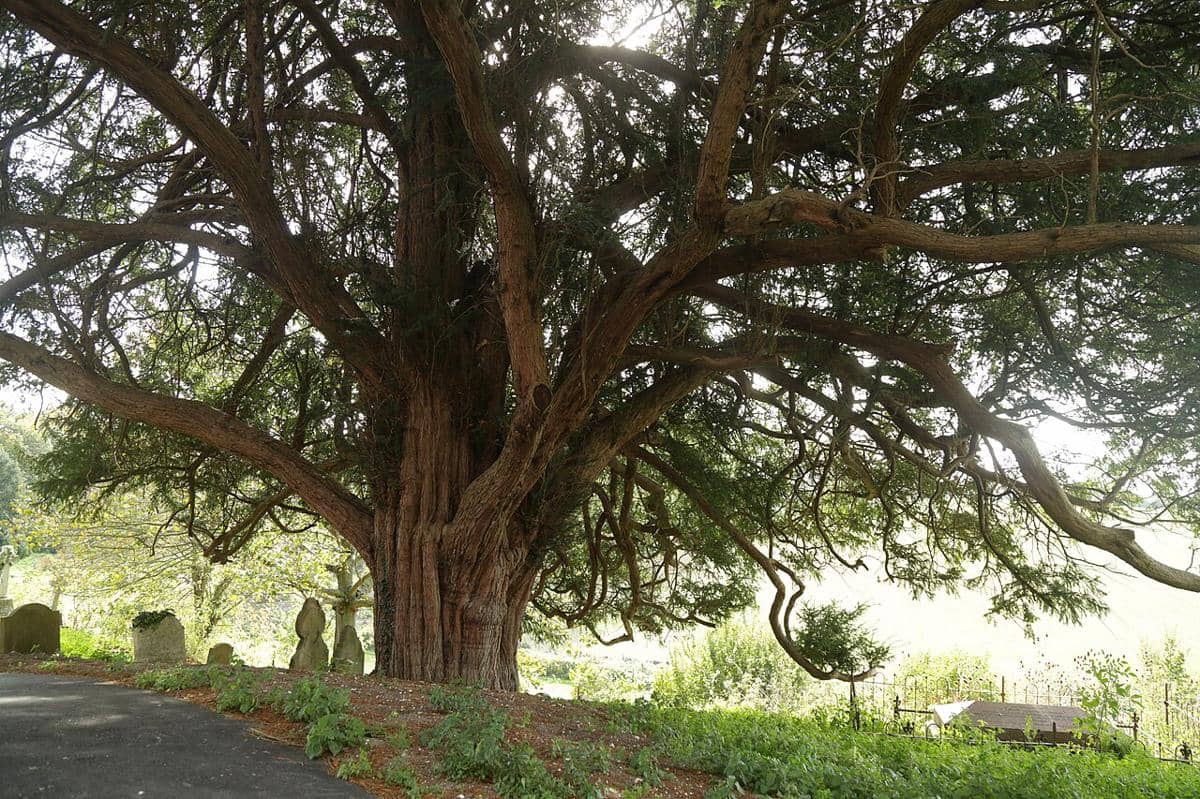 Pohon Yew