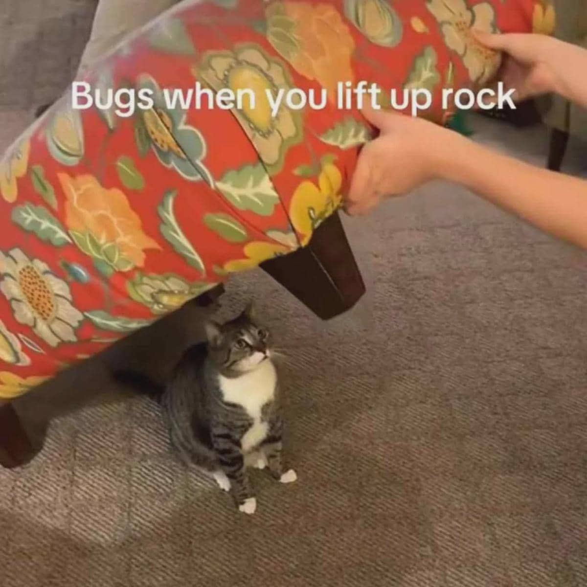 meme kucing tentang serangga