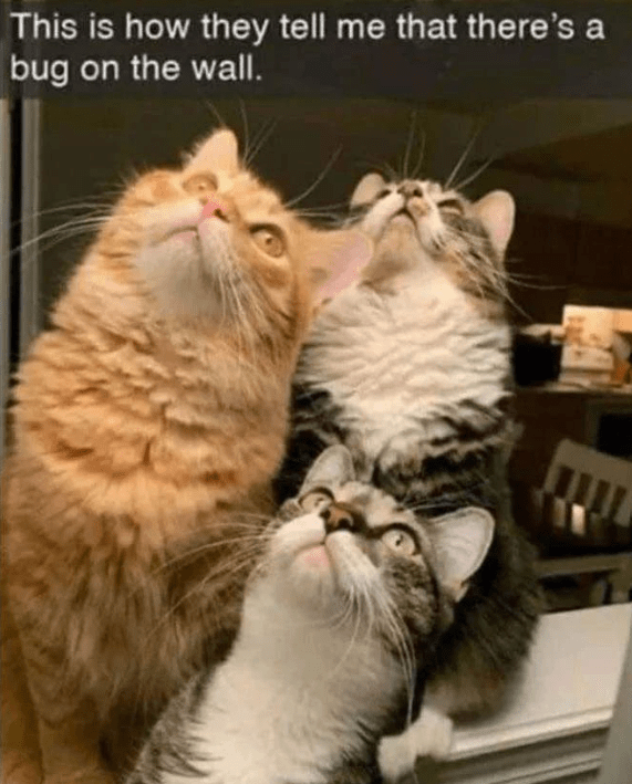 meme kucing tentang serangga