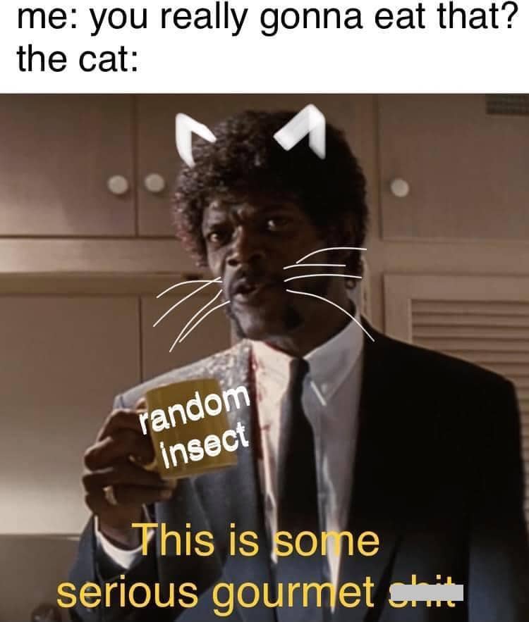 meme kucing tentang serangga