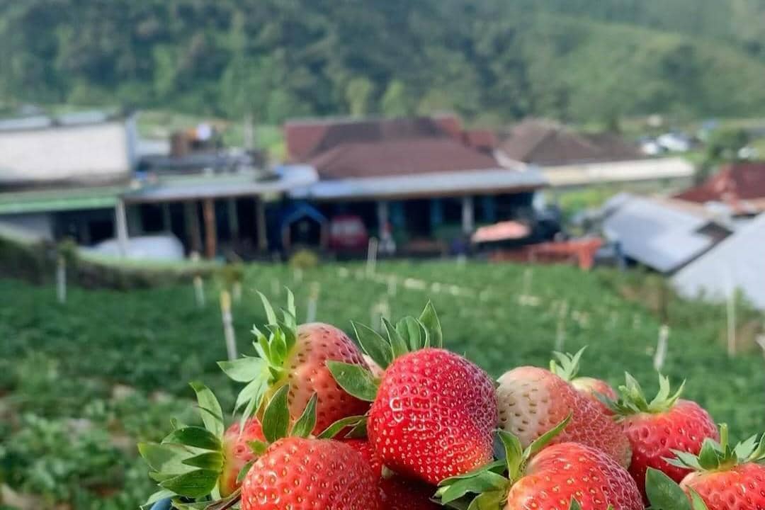 Strawdies Garden, Tawangmangu