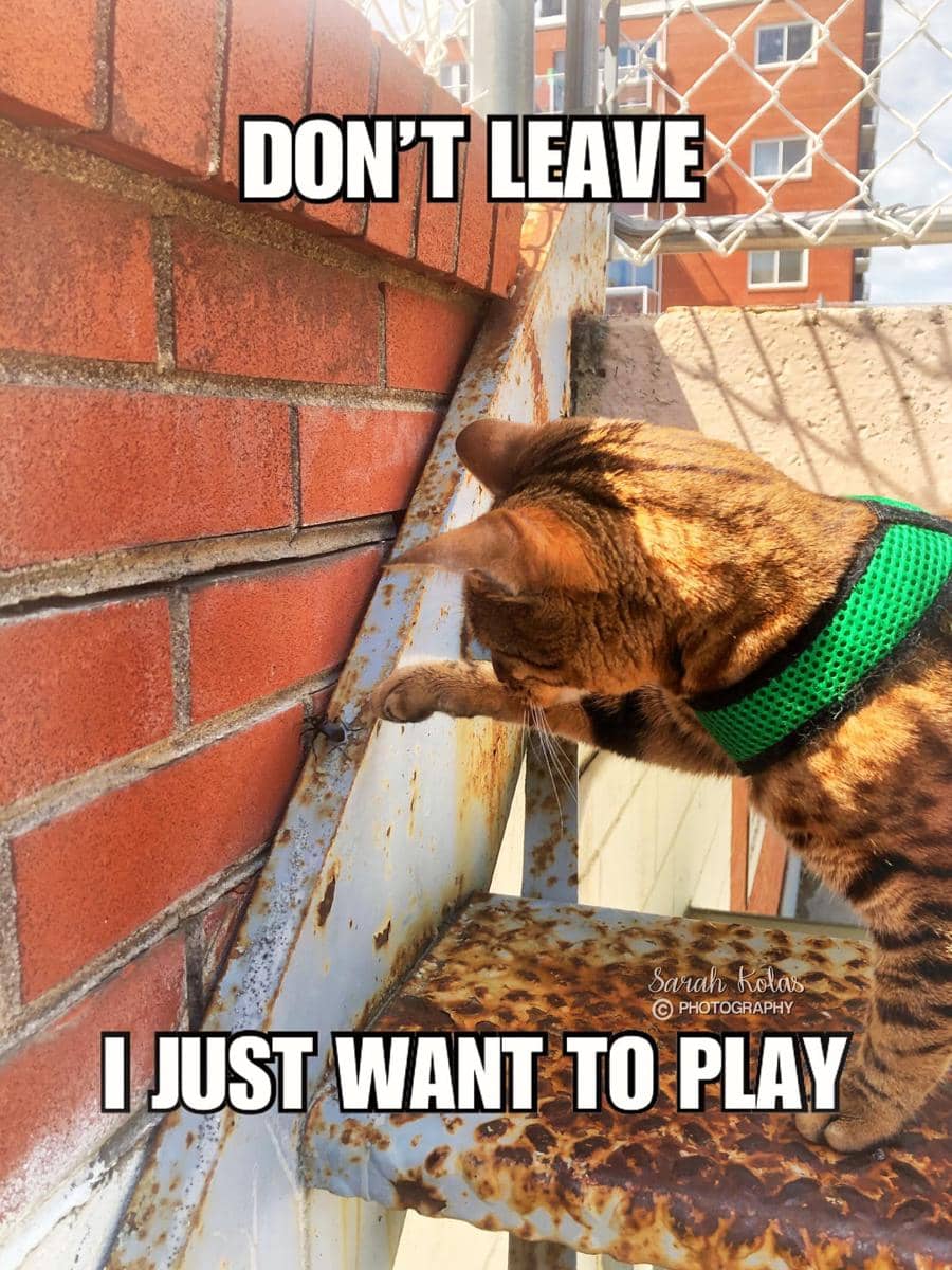 meme kucing tentang serangga