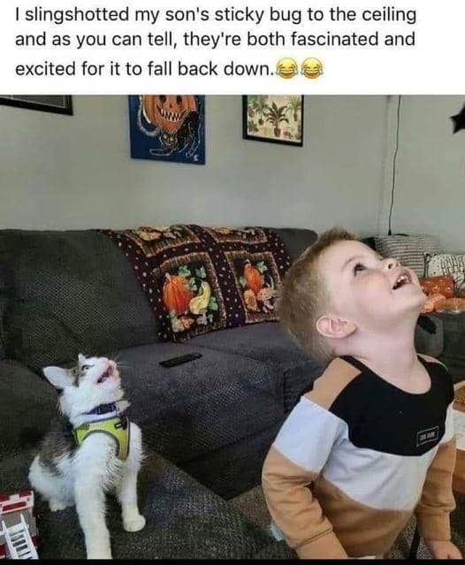 meme kucing tentang serangga