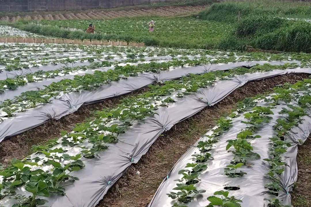 Assalam Strawberry, Tawangmangu