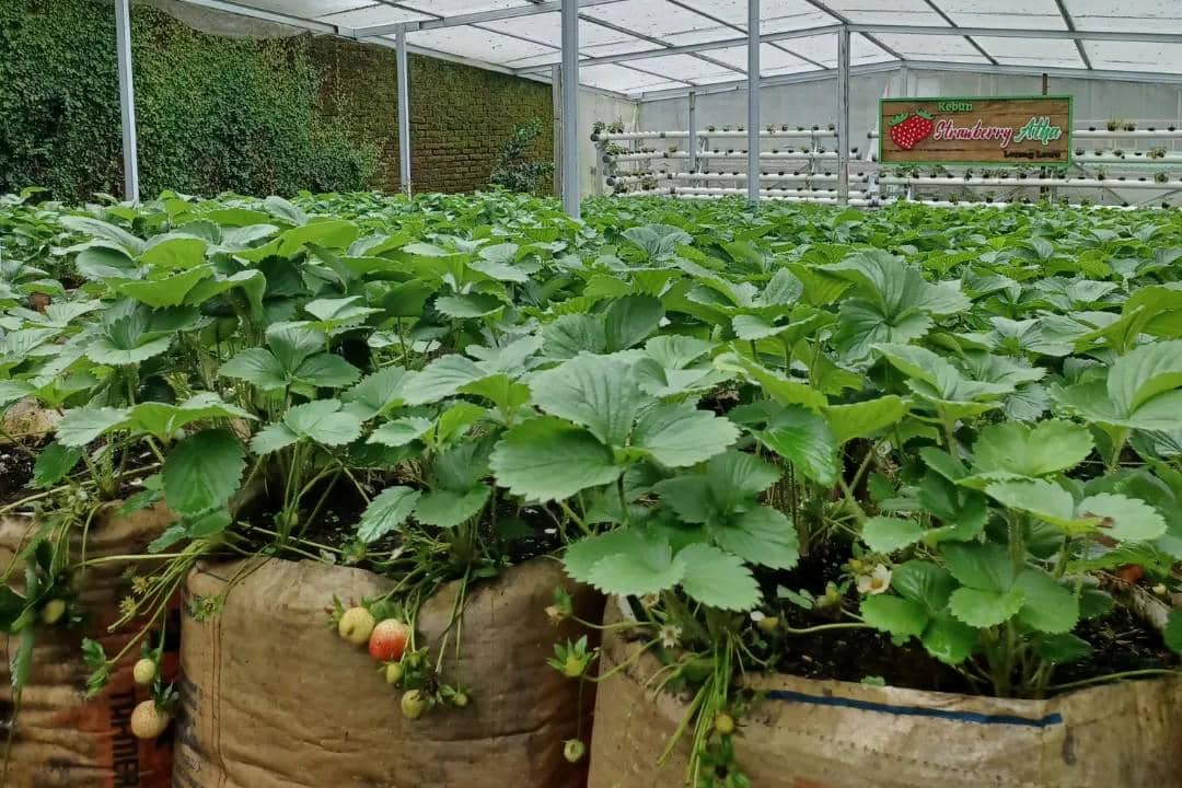 Atha Berry’s, Tawangmangu
