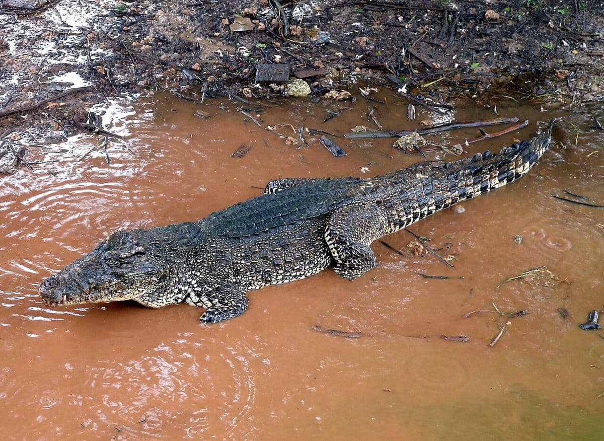 potret buaya kuba di Rawa Zapata